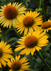 Echinacea 'Maui Sunshine'